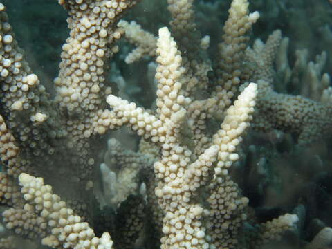 Image of Small base staghorn coral