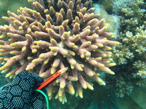 Image of Staghorn coral