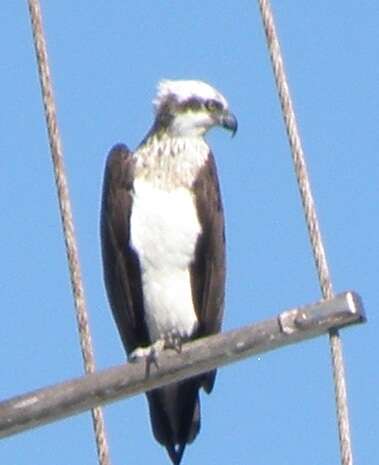 Image of Eastern Osprey