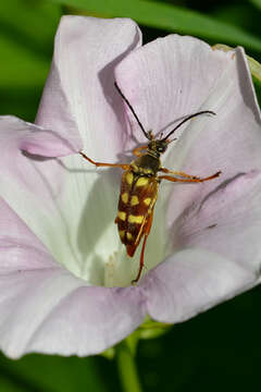 Image of Banded Longhorn