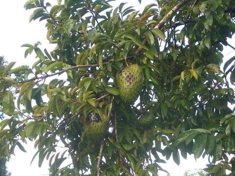 Image of soursop