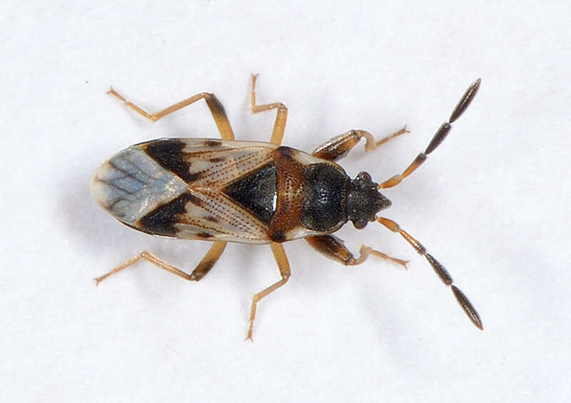 Image of Scolopostethus