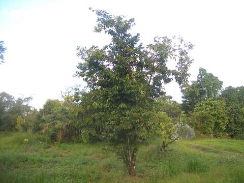 Image of soursop