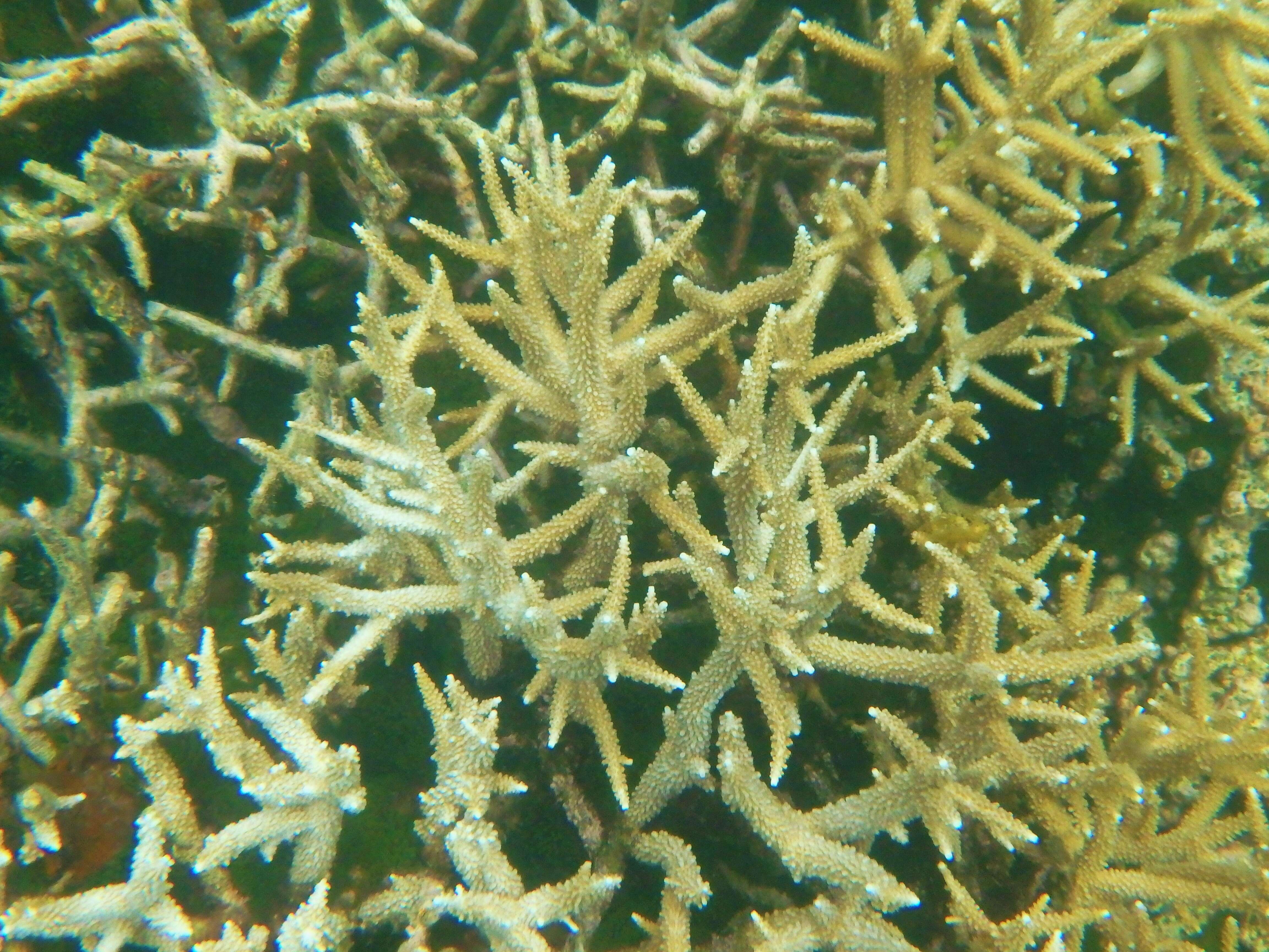 Image of Small base staghorn coral