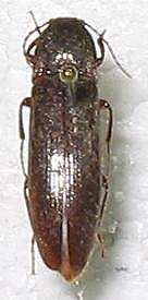 Image of Melanotus castanipes