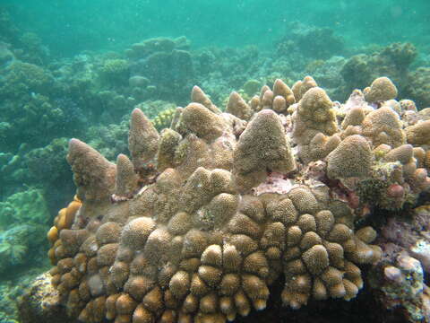 Image of Staghorn coral