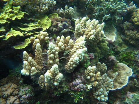 Image of Staghorn coral