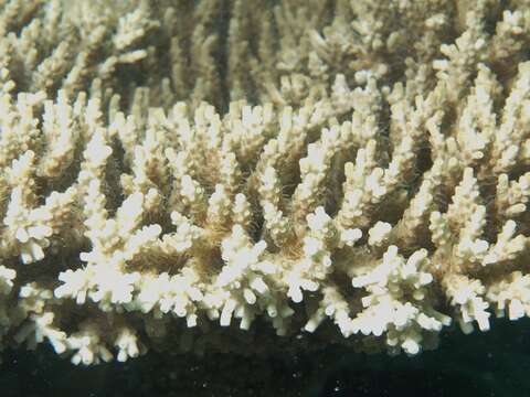 Слика од Acropora microclados (Ehrenberg 1834)