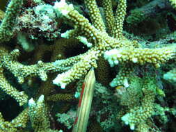Image of Acropora microphthalma (Verrill 1869)
