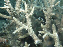 Image of Small base staghorn coral