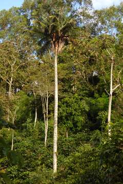 Image of wax palm