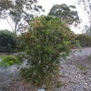 Image of Callistemon polandii F. M. Bailey