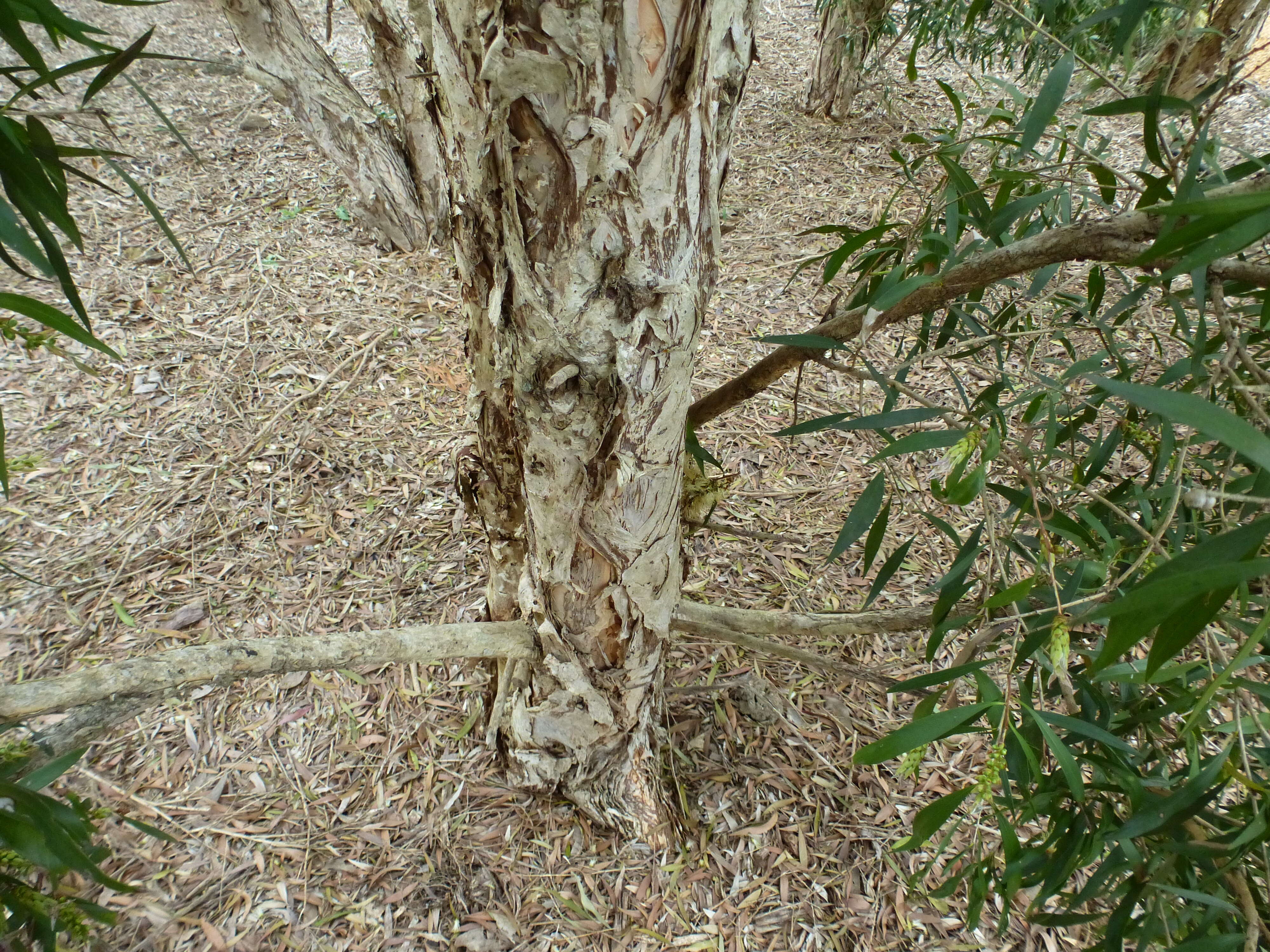 Image of Melaleuca shiressii (Blakely) Craven