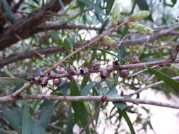 Image of Melaleuca shiressii (Blakely) Craven