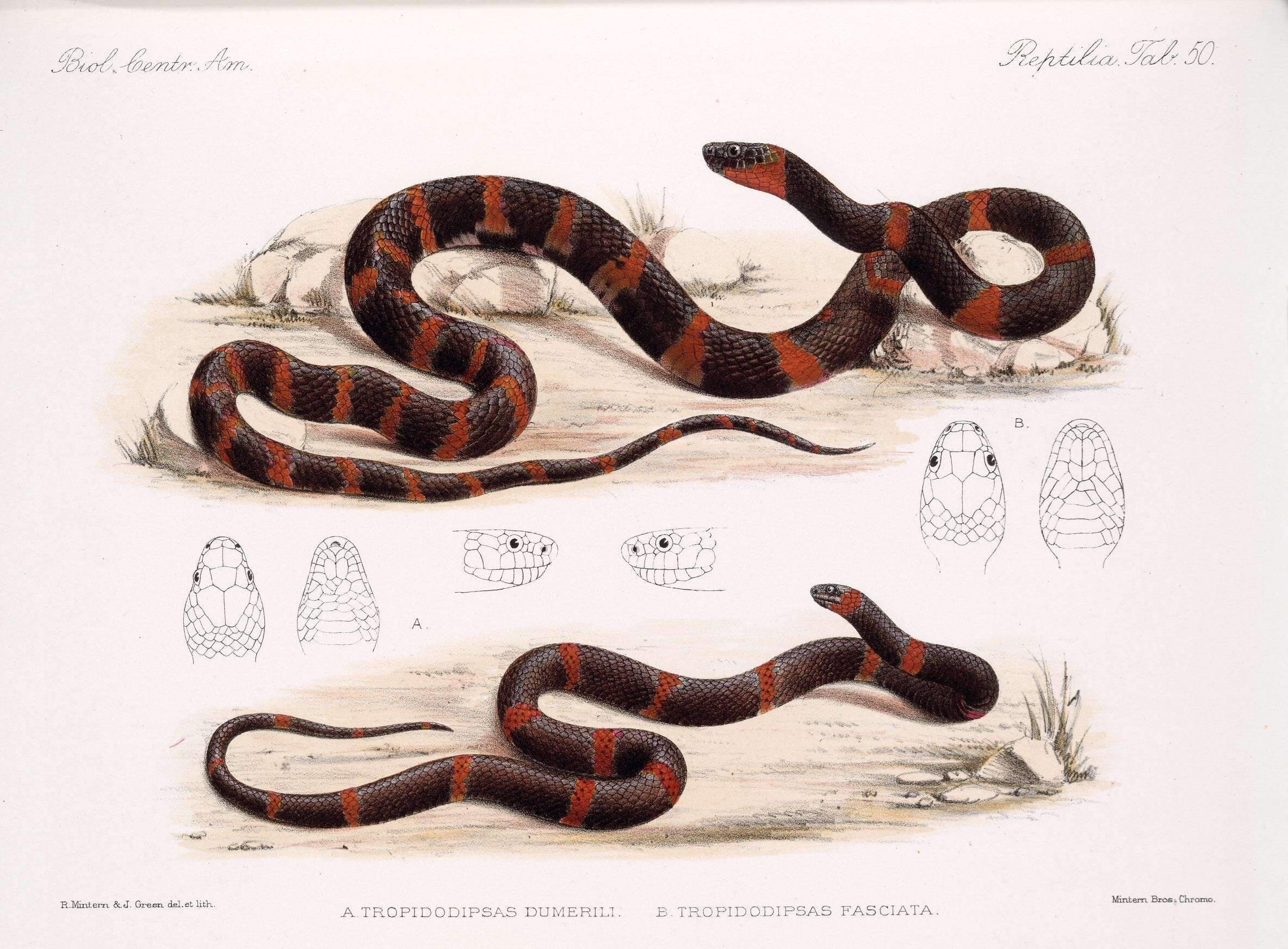 Image of Tropidodipsas Günther 1858