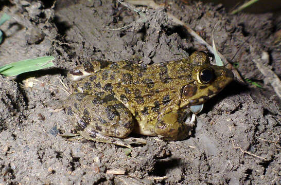 Image of Jerdon's Bullfrog