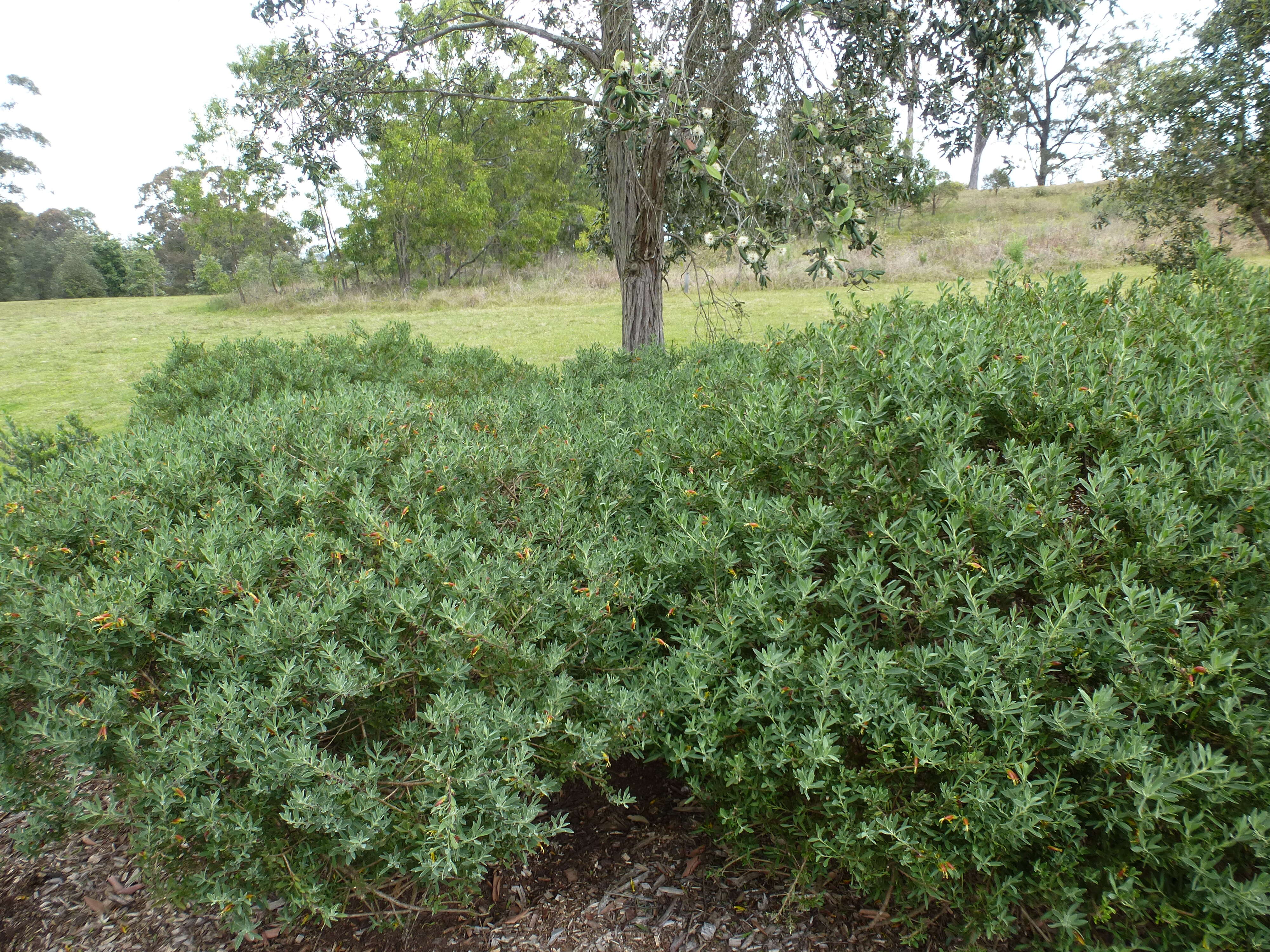 صورة Eremophila glabra (R. Br.) Ostenf.