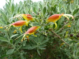 صورة Eremophila glabra (R. Br.) Ostenf.