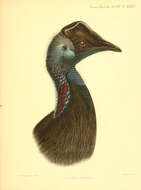 Image of Casuarius Brisson 1760