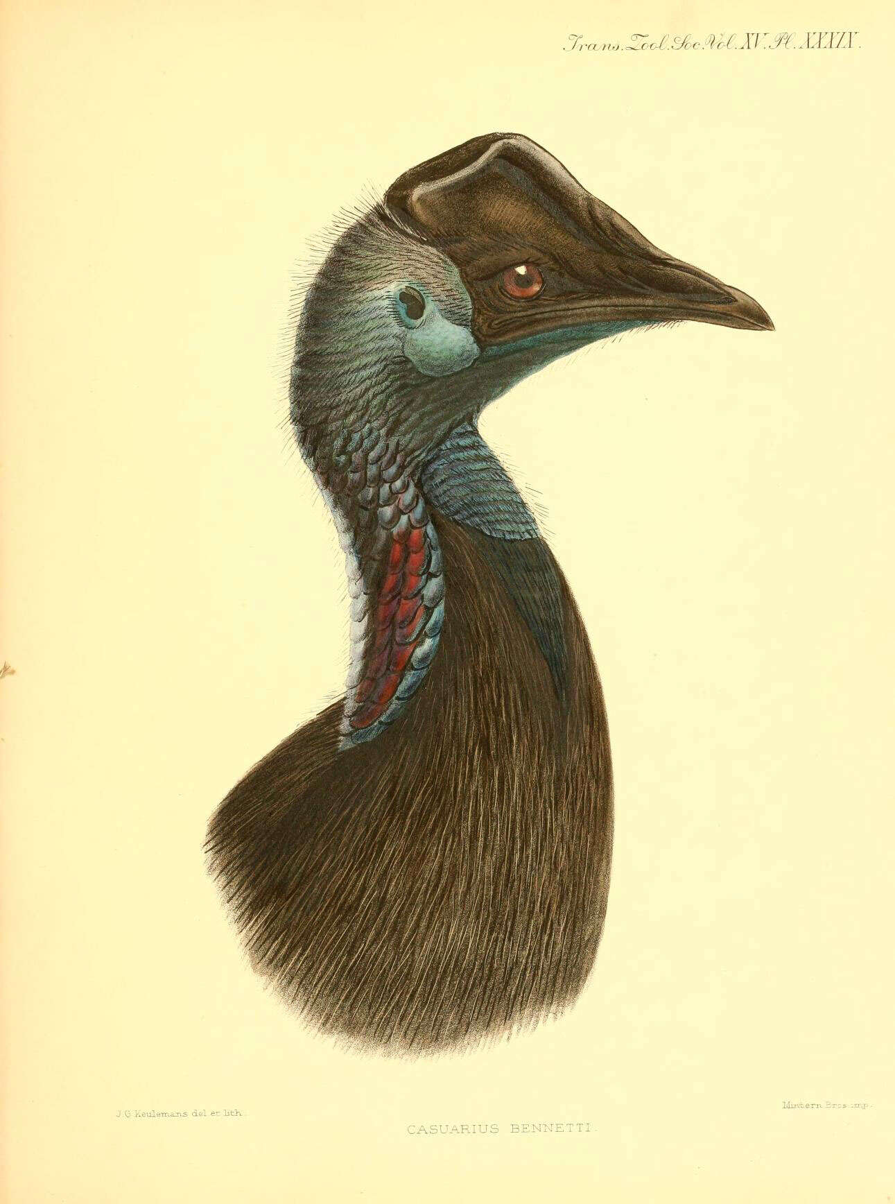 Image of Casuarius Brisson 1760