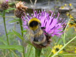 Слика од Cirsium helenioides (L.) Hill