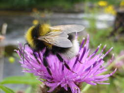 Слика од Cirsium helenioides (L.) Hill