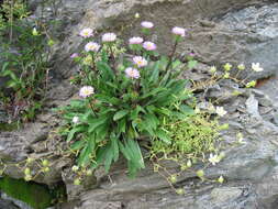 Image of alpine fleabane