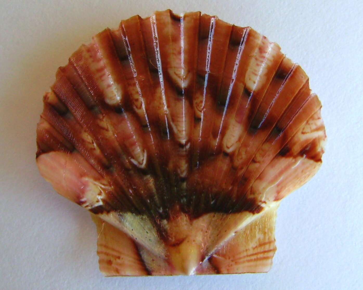 Image of New Zealand scallop