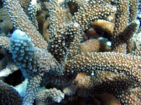 Image of Acropora robusta (Dana 1846)