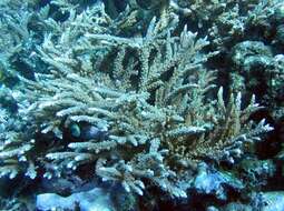 Image of Acropora robusta (Dana 1846)