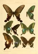 Image of Papilio bianor Cramer (1777)