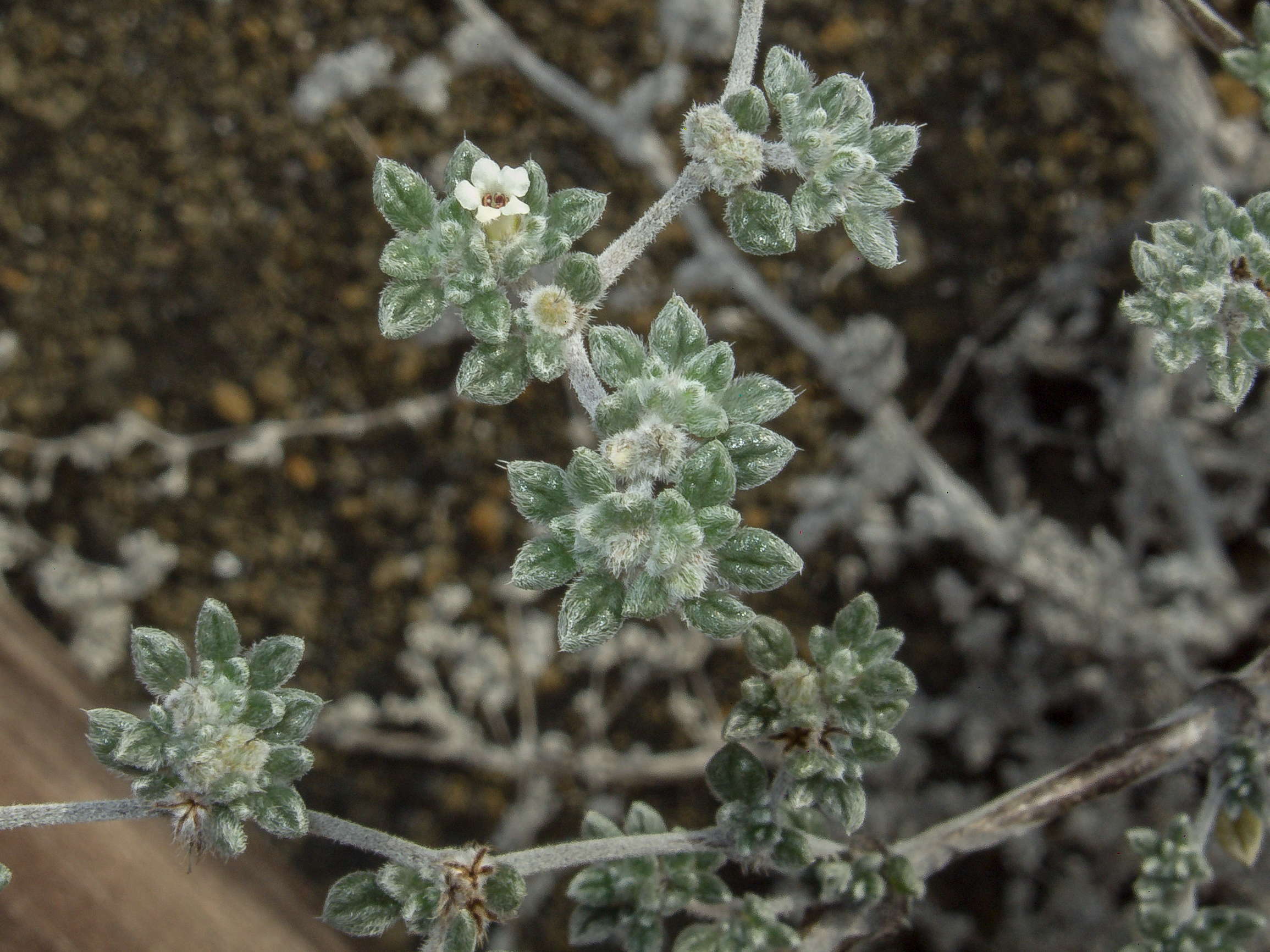 Image of Gray matplant