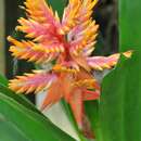 Aechmea manzanaresiana H. Luther的圖片