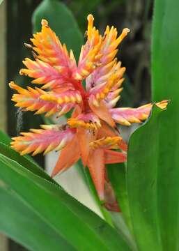 Aechmea manzanaresiana H. Luther的圖片