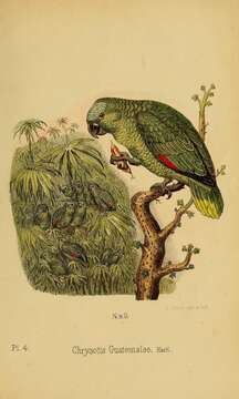 صورة Amazona guatemalae (Sclater & PL 1860)