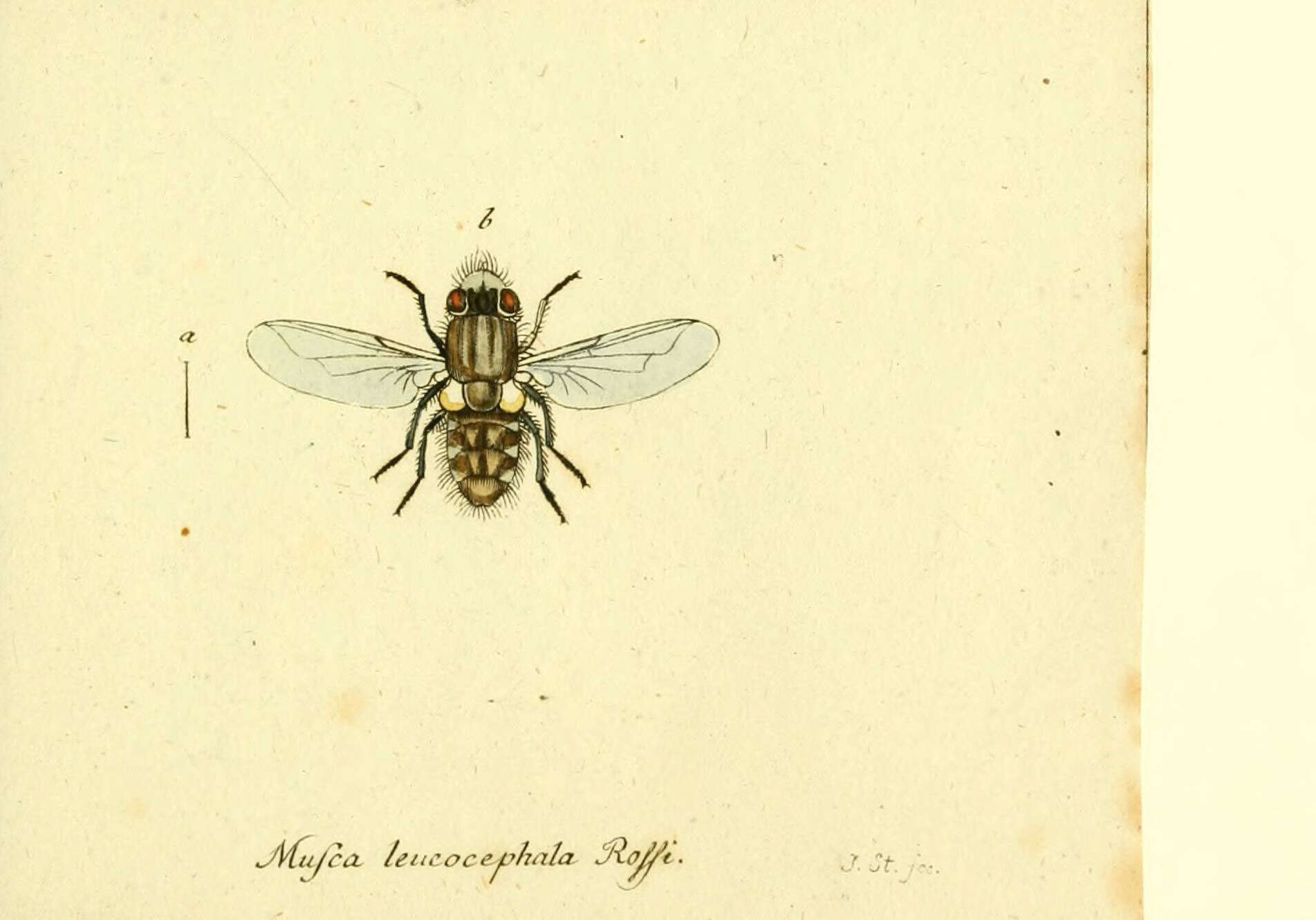 Image of Metopia argyrocephala (Meigen 1824)