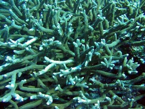 Image of Acropora robusta (Dana 1846)