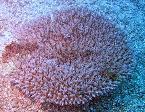 Image of Staghorn coral