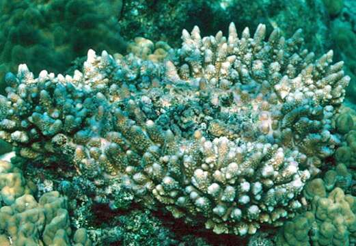 Image of Acropora samoensis (Brook 1891)