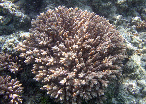 Image of Staghorn coral