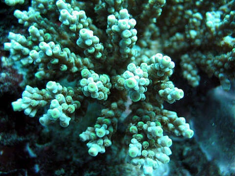 Image of Staghorn coral