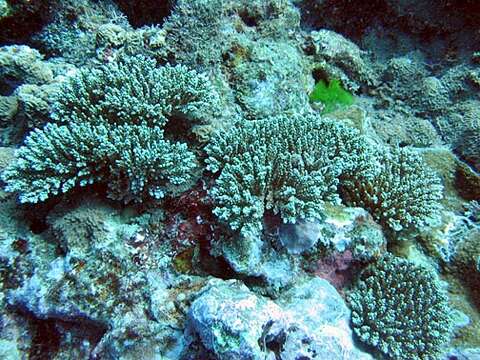 Image of Staghorn coral