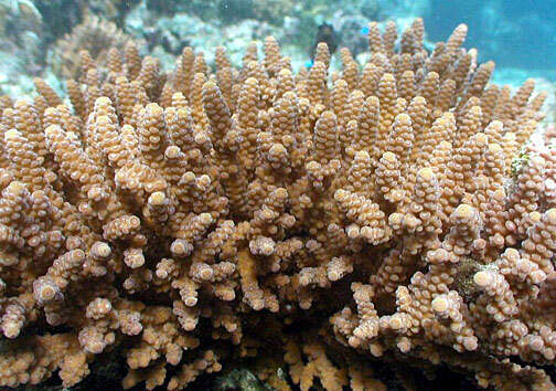 Слика од Acropora verweyi Veron & Wallace 1984