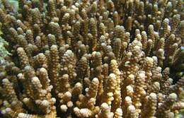 Слика од Acropora verweyi Veron & Wallace 1984