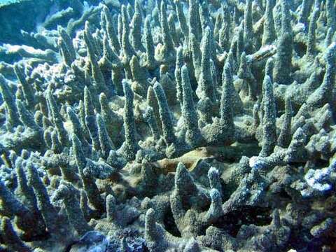 Imagem de Acropora abrotanoides (Lamarck 1816)