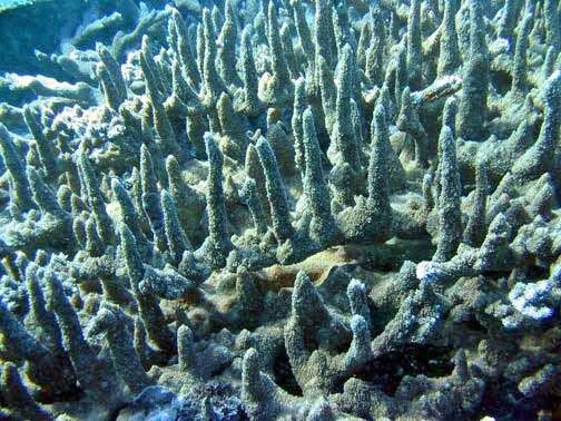 Image of Acropora abrotanoides (Lamarck 1816)