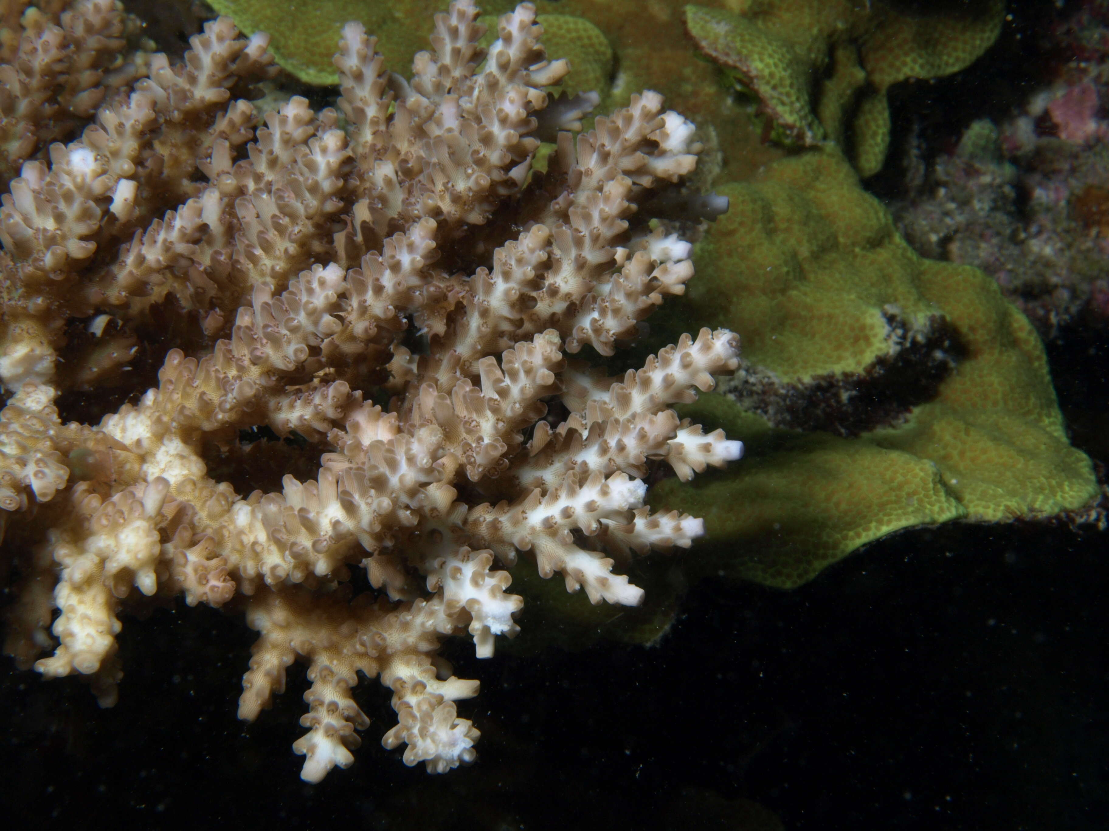 Image of Staghorn coral