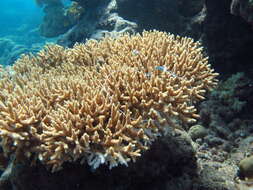 Image of Staghorn coral