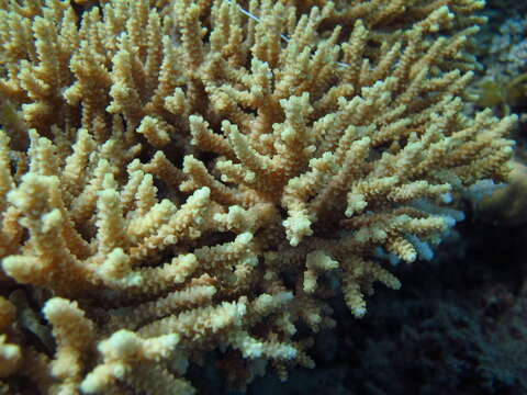 Слика од Acropora donei Veron & Wallace 1984