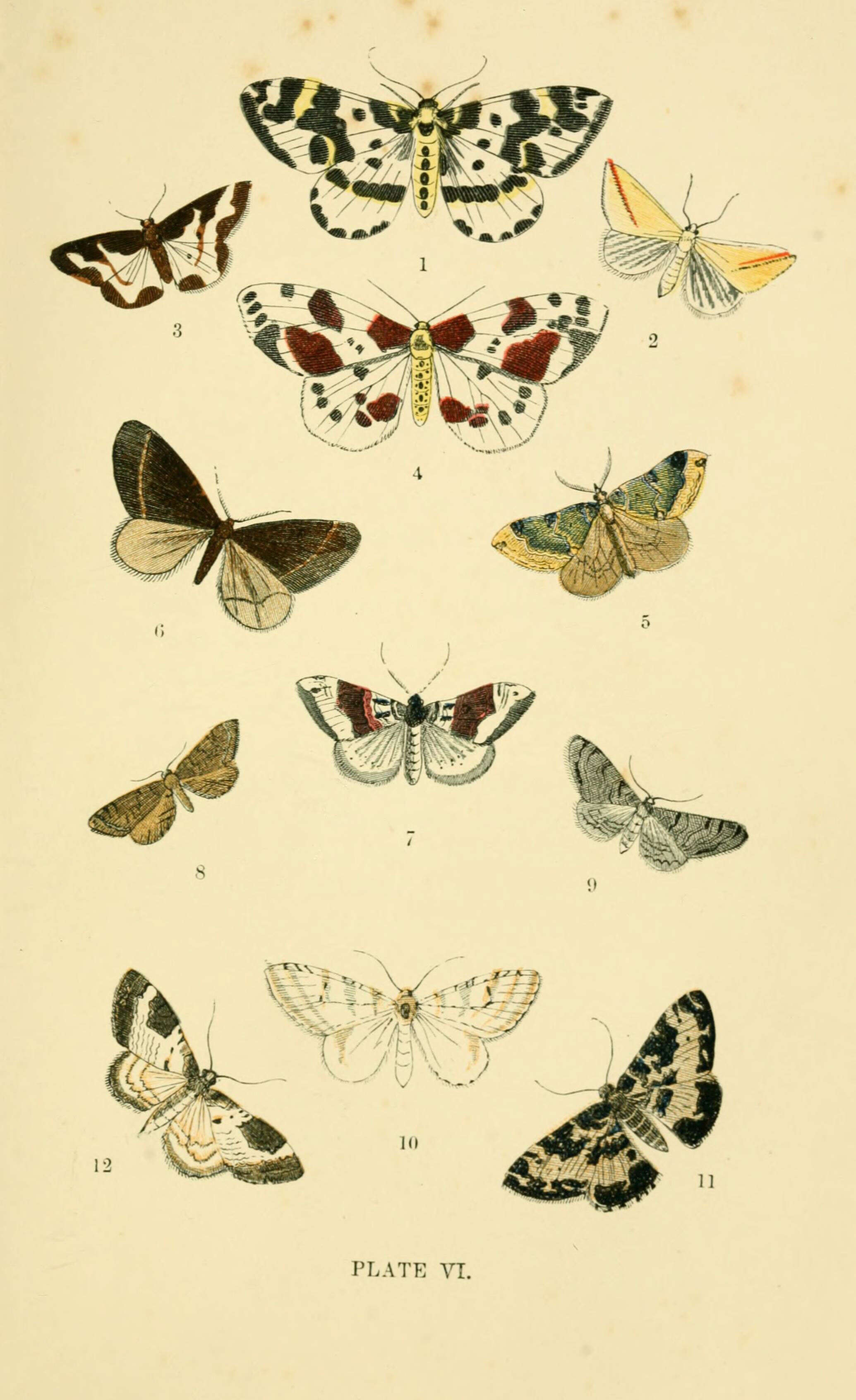 Sivun Melanthia procellata Schiffermüller 1775 kuva